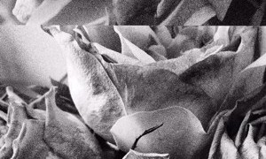 MEDLAR