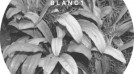 Blanc 1 – It’s All Over